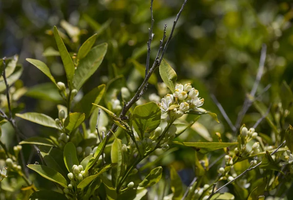 orange tree with flower ovary on a branch in the gardens of cyprus in spring