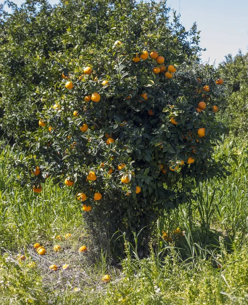 Pomarańczowe Drzewa Jajnika Kwiat Oddział Ogrodach Cypr Wiosną — Zdjęcie stockowe