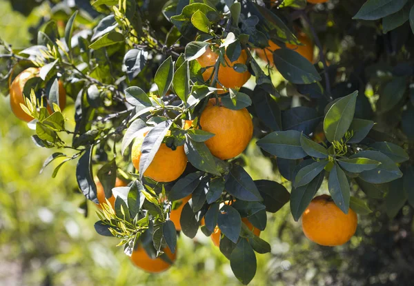 Tangerines Rosnące Drzewie Wiosną Ogrodach Mandarynki — Zdjęcie stockowe