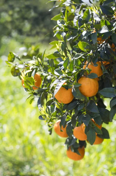 Tangerines Rosnące Drzewie Wiosną Ogrodach Mandarynki — Zdjęcie stockowe