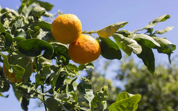 Tangerines Rosnące Drzewie Wiosną Ogrodach Mandarynki — Zdjęcie stockowe