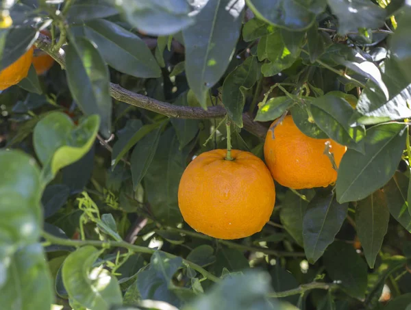Tangerines Rosnące Drzewie Wiosną Ogrodach Mandarynki — Zdjęcie stockowe
