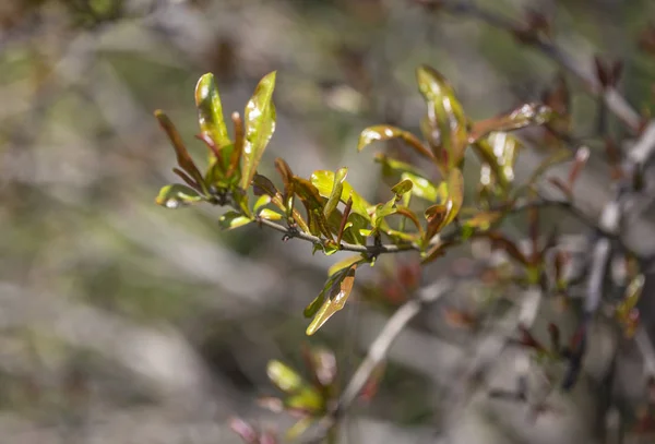 春のザクロの木の上の若い葉 — ストック写真