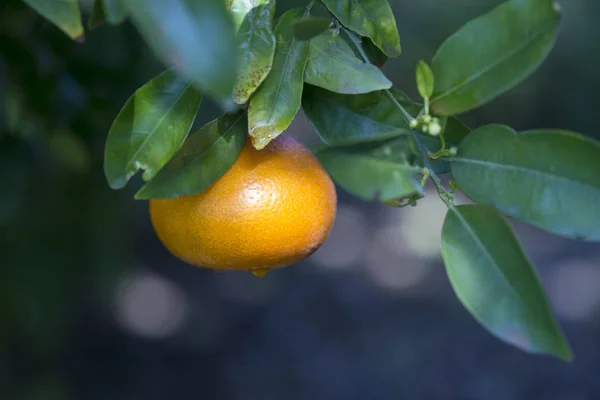 Tangerines Growing Tree Spring Tangerine Gardens — Stock Photo, Image
