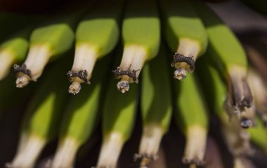 bir bahar tarlasında baharatlı muz demet yakın