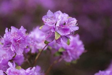 Grishka Botanik Bahçesi'nde pembe orman gülü, Kiev, Ukrayna