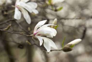 Magnolia Kobus en büyük ve dona dayanıklı manolya.