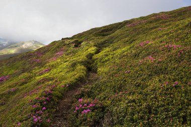 Dağ yamacında Rhododendron. çiçekli başlangıcı