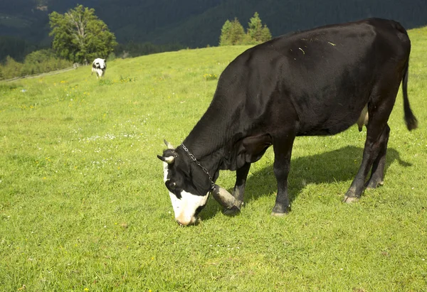 Cows Graze Mountain Valley Smotrich Carpathians Ukraine Mountains Eat Ecologically — Stock Photo, Image