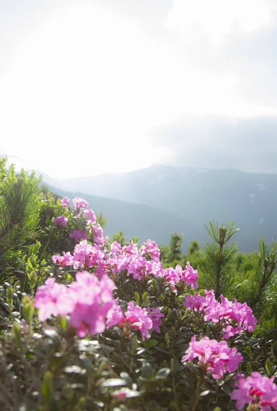 Rhododendron Vuorenrinteellä Kukinnan Alkaminen — kuvapankkivalokuva