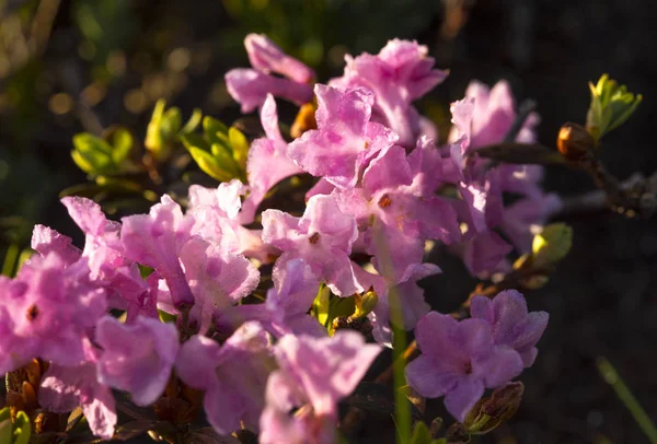 Dağ yamacında Rhododendron. çiçekli başlangıcı