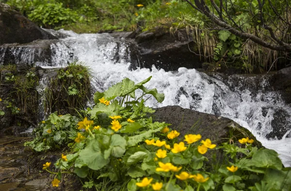 small waterfall flowing from a glacier on a mountainside, Carpathians