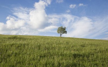 dağ vadilerinde unset, Karpatlar, Ukrayna