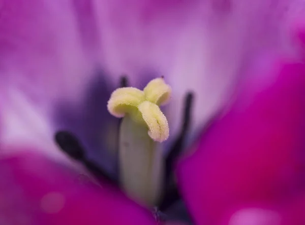 Ilac Ungu Tulip Musim Semi Fotografi Makro Rencana Umum Photophone — Stok Foto