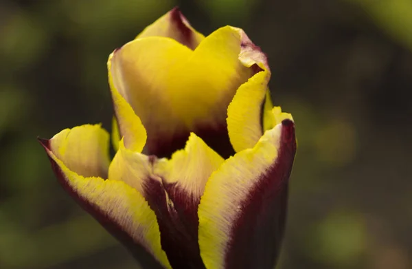 Tulipani Primaverili Giallo Bordeaux Macroripresa Pianta Generale — Foto Stock
