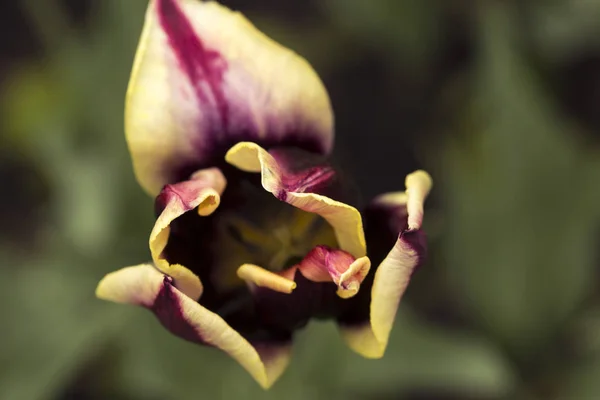 Tulipani Primaverili Giallo Bordeaux Macroripresa Pianta Generale — Foto Stock