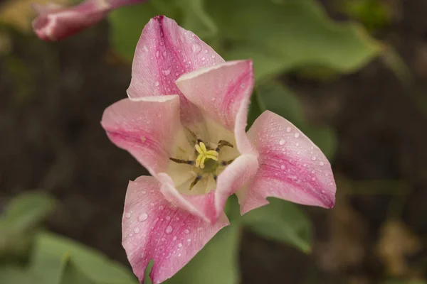 Tulipani Rosa Primaverili Macro Shot — Foto Stock