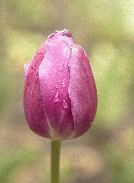 Tulipani Rosa Primaverili Macro Shot — Foto Stock