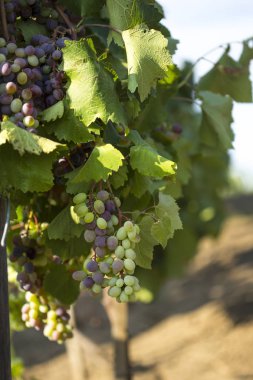 Üzüm olgunlaşma demetleri ile Üzüm