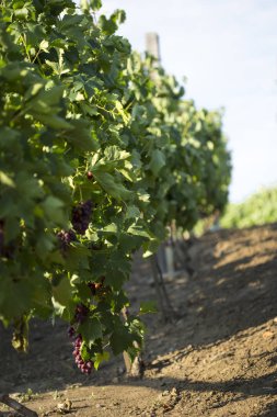Üzüm olgunlaşma demetleri ile Üzüm