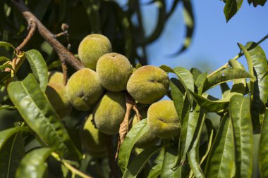  Olgun şeftali meyveleri dalda