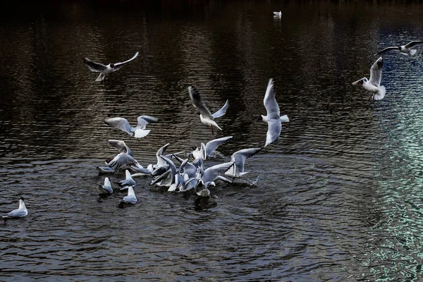 Seagulls on the pond in the fight for food