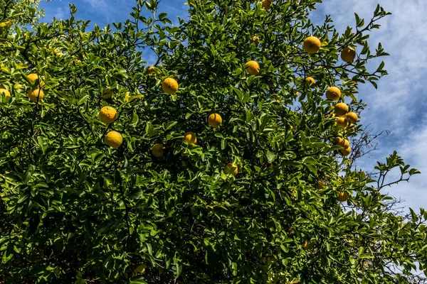 Green shrub with yellow round fruits citron against a bright blue sky