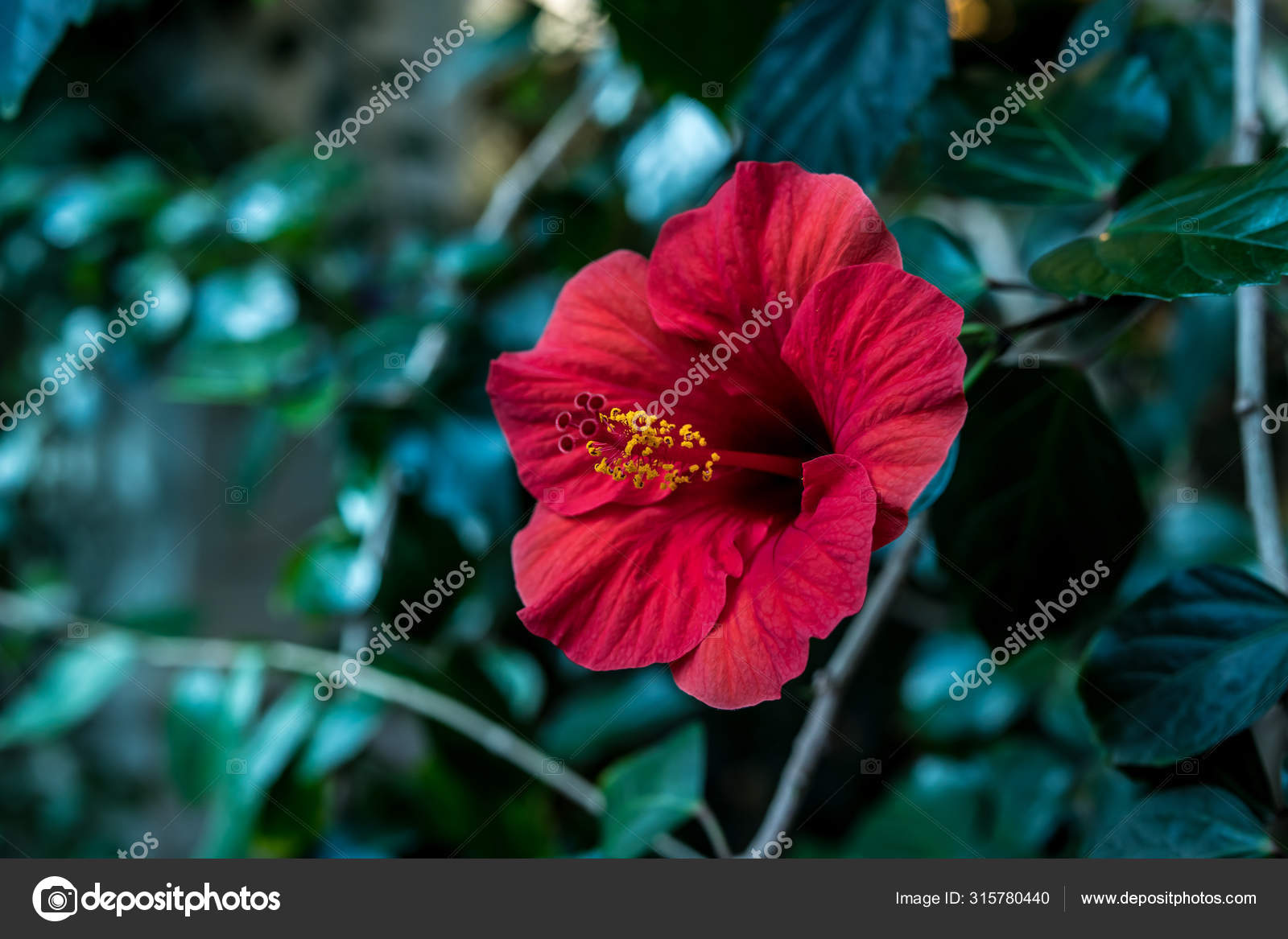 Hibiscus Rouge Et Herbe Verte Dans Le Jardin Photographie Free Style C 315780440