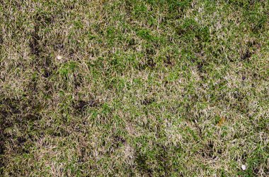 yeşil çimen dokusu