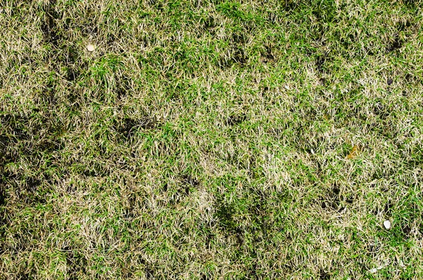 Texture of green grass field
