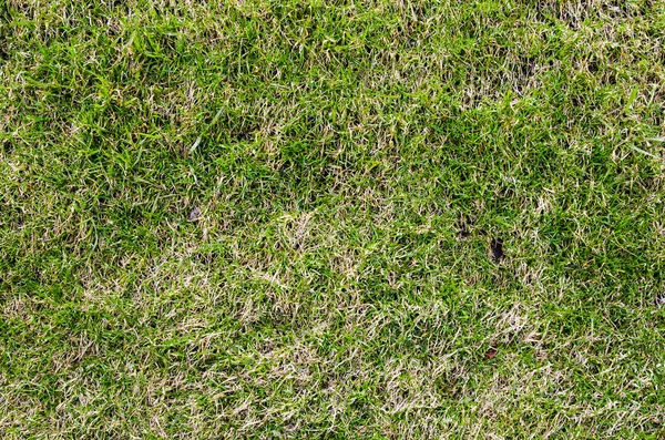 Texture of green grass field