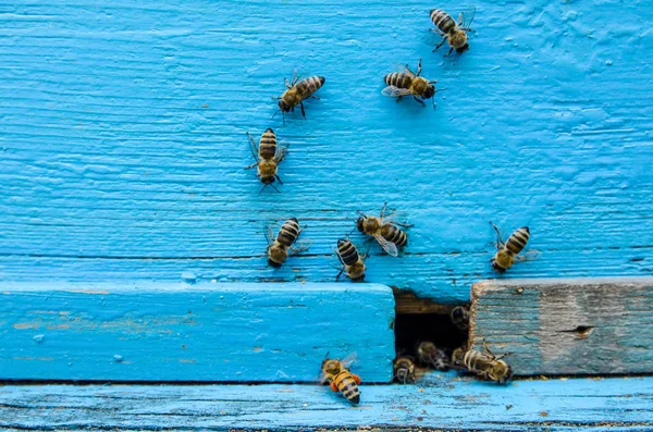 Abejas Con Miel Entrada Colmena —  Fotos de Stock