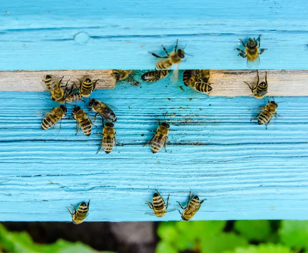 Бджоли Працюють Біля Вулика — стокове фото