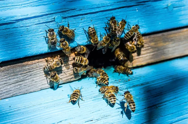 Бджоли Працюють Біля Вулика — стокове фото