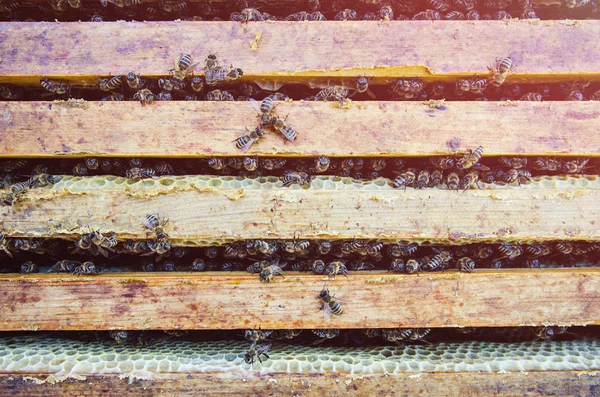 Viele Bienen Auf Dem Gestell — Stockfoto