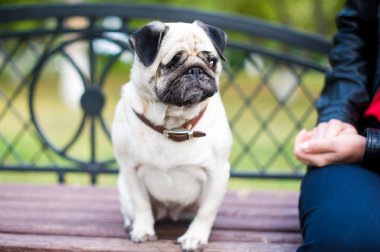 Üzgün tek gözlü köpek