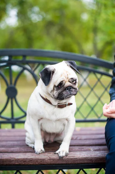 üzgün tek gözlü köpek ve kadın