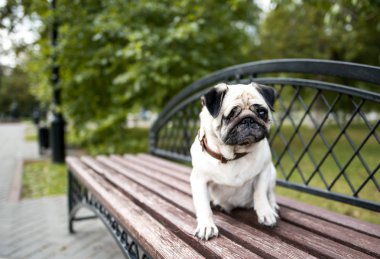 üzgün tek gözlü köpek pug parkta