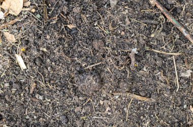 Siyah verimli zemin dokusu