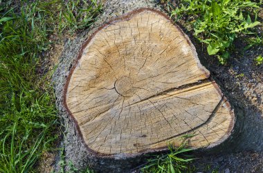 rustik dairesel ahşap doku