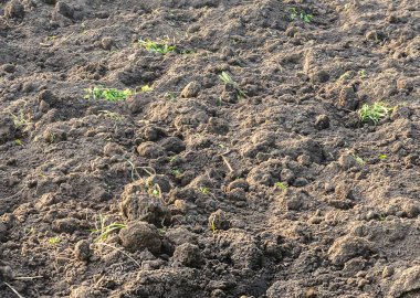 Siyah verimli zemin dokusu