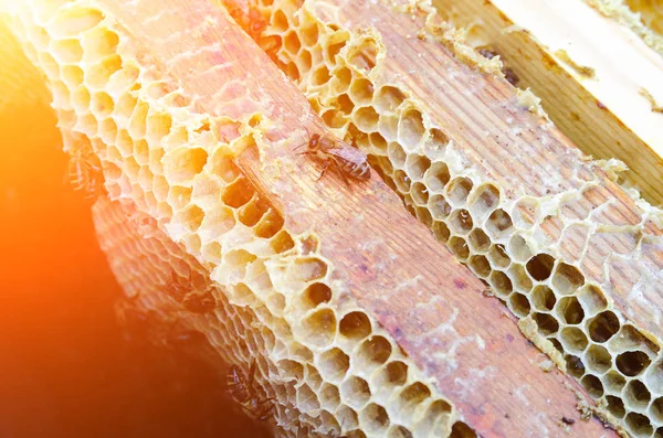 Ein Paar Bienen Stock — Stockfoto