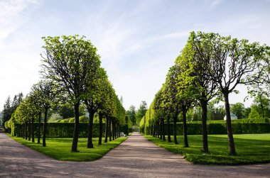Ağaçlarla güzel pürüzsüz sokaklar