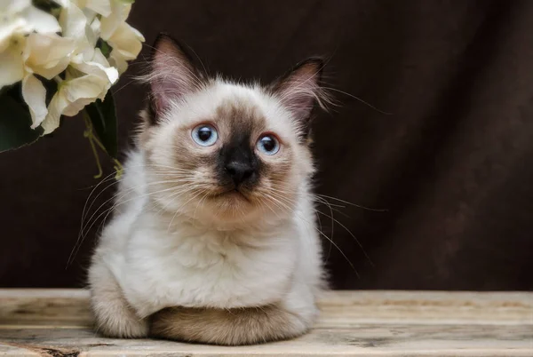 Kucing Lucu Dan Bunga — Stok Foto