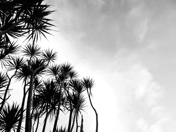 Palmiye ağaçları siluetleri