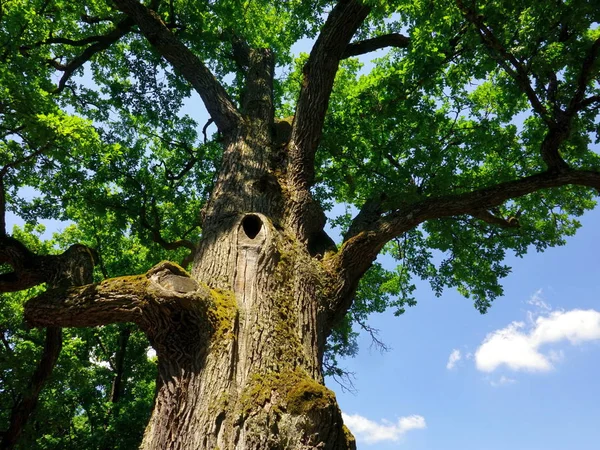 500 yıl eski meşe ağacı