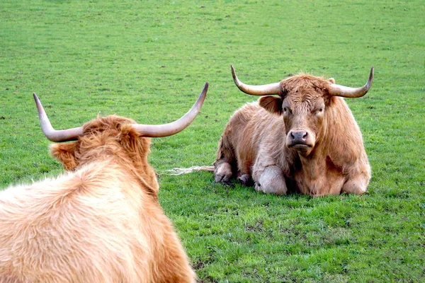 Scottish Highland Cow — Stock Photo, Image
