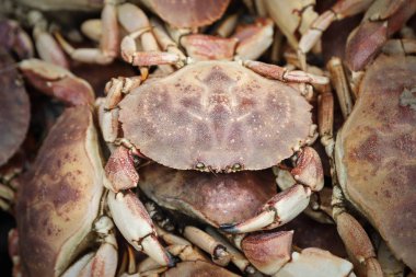 Yengeçler arka plan yığını Seçici odak