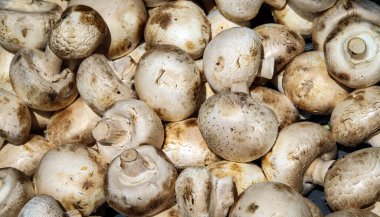 Mantar arka plan tam kare görüntü