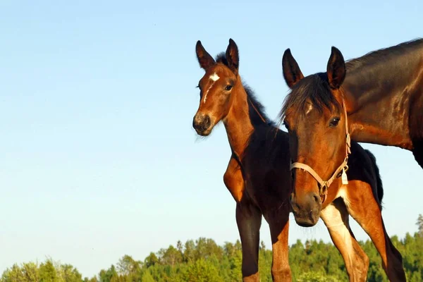 Braune Pferde Auf Der Weide Ländlichen Raum — Stockfoto